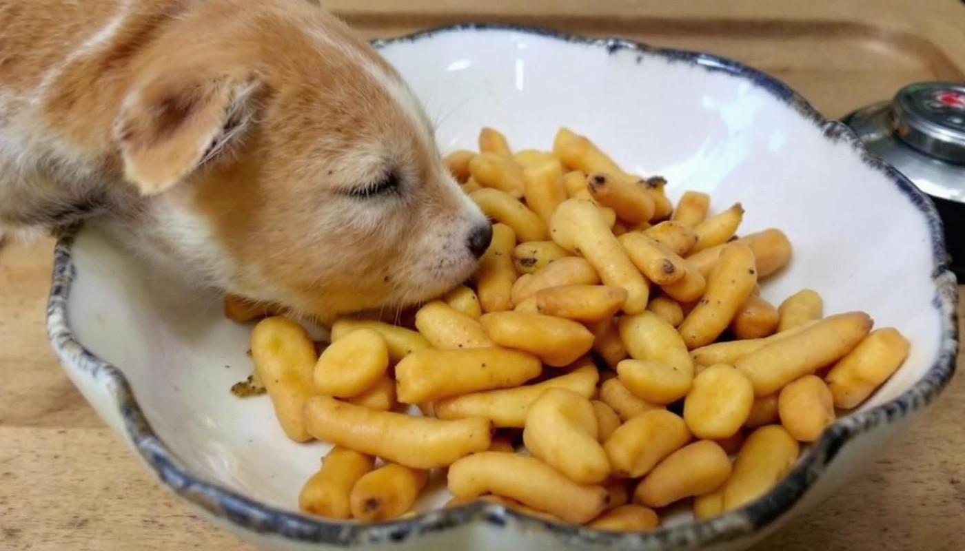 Comment choisir la meilleure alimentation adaptée à votre animal ?