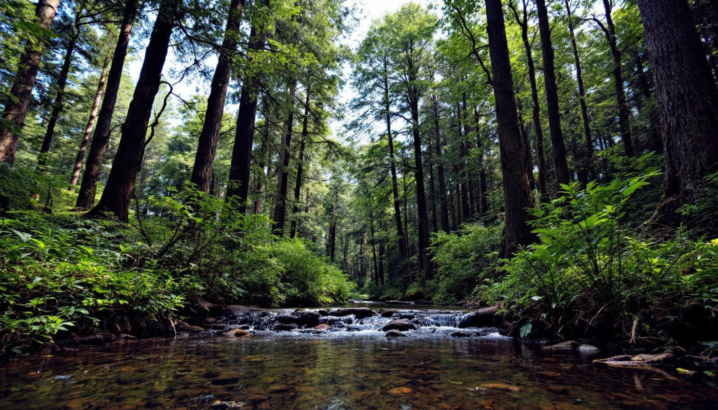 Renouer avec la nature : l'impact psychologique des séjours en forêt